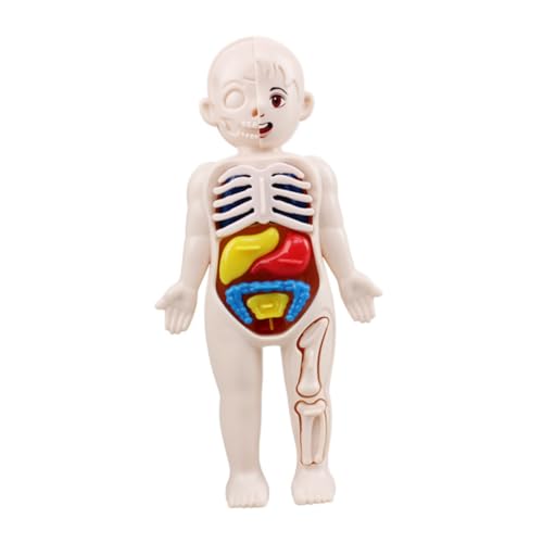 DECORNIJIA Lernspielzeug Menschliches Torso Modell DIY Körper Organe Puzzle für Frühe Bildung und Kognitive Entwicklung Sicheres Pädagogisches für Kindergarten und Zuhause DECORNIJIA Lernspielzeug Menschliches Torso Modell DIY Körper Organe Puzzle für Frühe Bildung und Kognitive Entwicklung Sicheres Pädagogisches für Kindergarten und Zuhause von DECORNIJIA