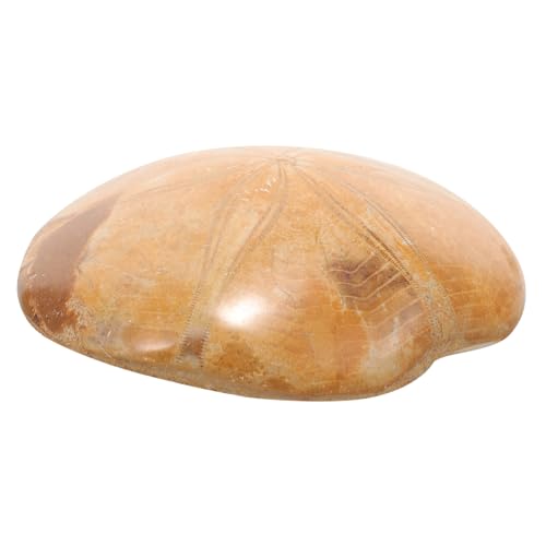 DECORNIJIA Natürliches Seestern Exemplar für Wissenschaftliche Sammlung und Dekoration Sicheres Lehrmittel für Schule und Archäologie Vielseitiges Exemplar für Lernspielzeug und Wohnkultur DECORNIJIA Natürliches Seestern Exemplar für Wissenschaftliche Sammlung und Dekoration Sicheres Lehrmittel für Schule und Archäologie Vielseitiges Exemplar für Lernspielzeug und Wohnkultur von DECORNIJIA