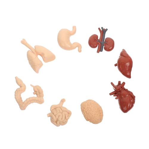 DECORNIJIA Teiliges Menschliches Organmodell Abnehmbares Realistisches Lernspielzeug für Pädagogisches Menschliches Körpermodell Anschauliches Kognitives für Schulunterricht DECORNIJIA Teiliges Menschliches Organmodell Abnehmbares Realistisches Lernspielzeug für Pädagogisches Menschliches Körpermodell Anschauliches Kognitives für Schulunterricht von DECORNIJIA
