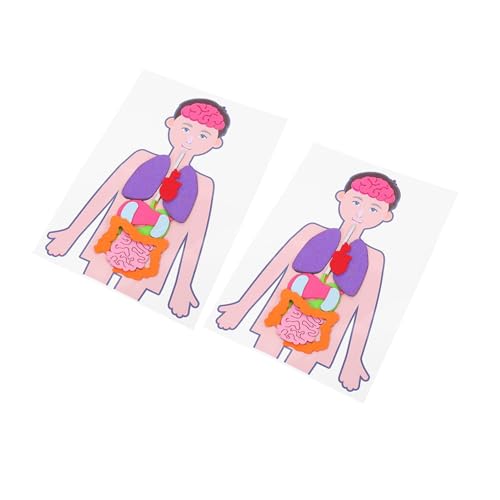 DIKACA 6 Sets Lehrmittel Für Den Menschlichen Körper Für Kinder Poster Für Kinder Lehrmittel Für Menschliche Anatomie Diagramm Zum Selbermachen Organmodell Menschliches von DIKACA