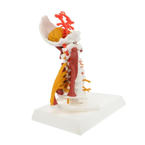 DIKACA Anatomisches Menschliches Halswirbelsäulenmodell PVC Nerven Muskel Modell Lehrmodell für Medizinstudenten Arztpraxis Unterricht Präsentation DIKACA Anatomisches Menschliches Halswirbelsäulenmodell PVC Nerven Muskel Modell Lehrmodell für Medizinstudenten Arztpraxis Unterricht Präsentation von DIKACA
