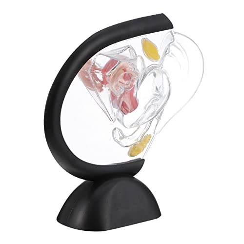 DIKACA Lebensgroßes Menschliches Gebärmuttermodell mit Sichtbarer Uteruswand Anatomisches Lehrmittel für Medizinische Ausbildung und Reproduktive Gesundheit DIKACA Lebensgroßes Menschliches Gebärmuttermodell mit Sichtbarer Uteruswand Anatomisches Lehrmittel für Medizinische Ausbildung und Reproduktive Gesundheit von DIKACA