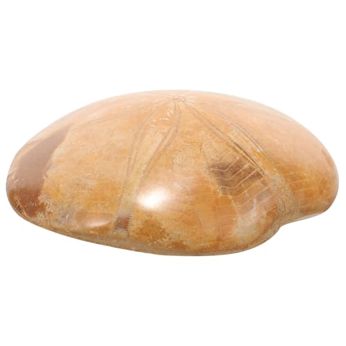 DIKACA Natürliches Seeigel Überbleibsel Paleontologisches Meerestier exemplar Stabiles Vielseitiges Sammlerobjekt für Wissenschaftsunterricht Dekoration und Lernspielzeug DIKACA Natürliches Seeigel Überbleibsel Paleontologisches Meerestier exemplar Stabiles Vielseitiges Sammlerobjekt für Wissenschaftsunterricht Dekoration und Lernspielzeug von DIKACA