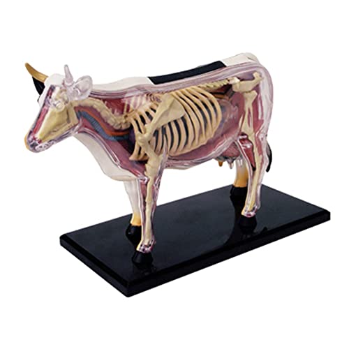 DINESA Tierorgan Anatomie Modell 4D Kuh Intelligenz Zusammenbau Spielzeug Unterrichts Anatomie Modell DIY PopuläRwissenschaftliche GeräTe von DINESA
