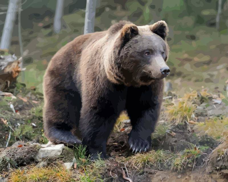 Malen nach Zahlen - Brauner Bär im Wald, mit Rahmen von DIY - Malen nach Zahlen