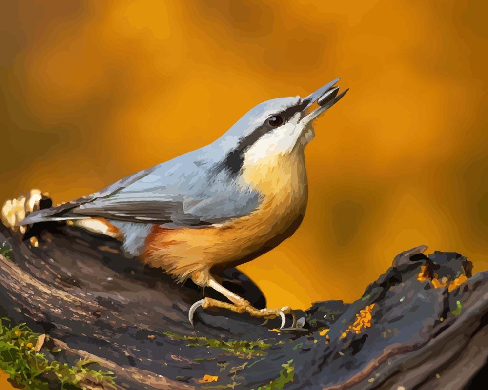 Malen nach Zahlen - Nuthatch Vogel auf dem Zweig, mit Rahmen von DIY - Malen nach Zahlen