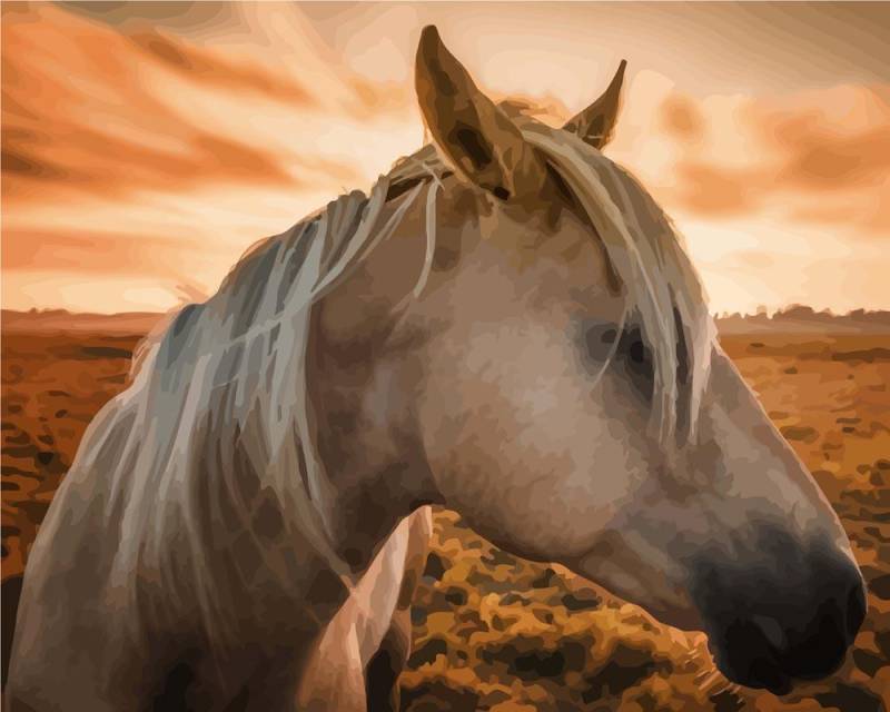 Malen nach Zahlen - Pferd bei Sonnenuntergang, mit Rahmen von DIY - Malen nach Zahlen