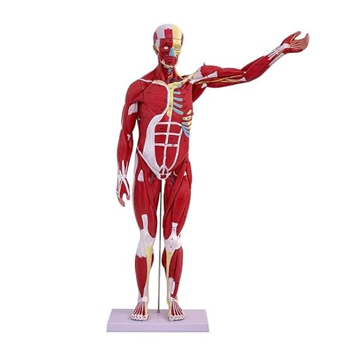 DLLDLGG 27-teilige, Voll Bewegliche Anatomiefigur, 31 Zoll Großes Menschliches Torso-Anatomiemodell mit Herz-Kopf-Gehirn-Skelett-Modell, mit Abnehmbaren Organen für Schüler von DLLDLGG