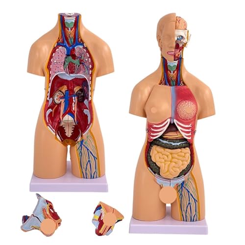 DLLDLGG Anatomiepuppe mit Menschlichem Torso-Modell und Abnehmbarem 3D-Modell Menschlicher Organe, Lernset für Menschliche Anatomiemodelle für Medizinstudenten, Labor- und Unterrichtsnutzung von DLLDLGG