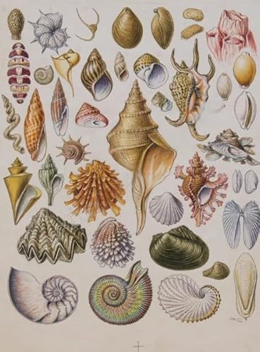 DMQBT 1000 Teile Puzzle - Schwieriges Puzzle - Shells Retro Poster - Stressabbau Spiel Für Erwachsene Kunst Bild - Wand Kunst Dekoration - DX29ZW DMQBT 1000 Teile Puzzle - Schwieriges Puzzle - Shells Retro Poster - Stressabbau Spiel Für Erwachsene Kunst Bild - Wand Kunst Dekoration - DX29ZW von DMQBT