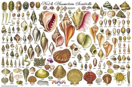 DMQBT 1000 Teile Puzzle - Schwieriges Puzzle - Shells Retro Poster - Stressabbau Spiel Für Erwachsene Kunst Bild - Wand Kunst Dekoration - DX34ZW DMQBT 1000 Teile Puzzle - Schwieriges Puzzle - Shells Retro Poster - Stressabbau Spiel Für Erwachsene Kunst Bild - Wand Kunst Dekoration - DX34ZW von DMQBT