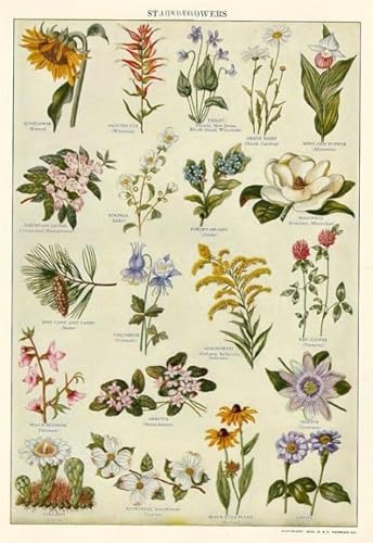 DMQBT Puzzle 1500 Stück - Unregelmäßiges Puzzle - Bilder - Vintage Plants Illustrations - Spiele Zur Stressreduzierung Für Die Ganze Familie - Heraus for Derungs Spielzeug Für Erwachsene - Xt228Zp DMQBT Puzzle 1500 Stück - Unregelmäßiges Puzzle - Bilder - Vintage Plants Illustrations - Spiele Zur Stressreduzierung Für Die Ganze Familie - Heraus for Derungs Spielzeug Für Erwachsene - Xt228Zp von DMQBT