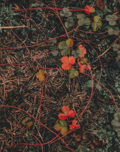 1000 Teile Puzzle Gras, Blätter, Herbst 75 x 50cm von DOEMIF