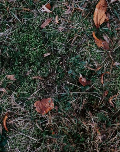 1000 Teile Puzzle für Erwachsene & Kinder ab 14 Jahren - Gras, Blätter, Herbst 75 x 50cm von DOEMIF