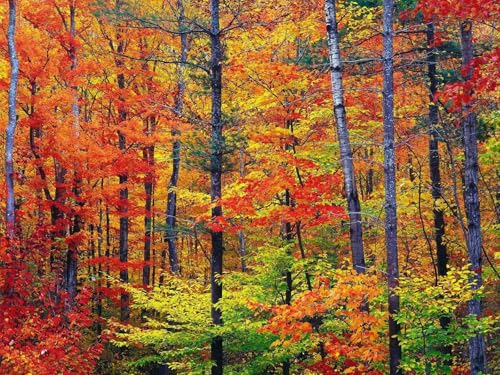 1000 Teile Puzzle für Erwachsene & Kinder ab 14 Jahren - Herbst,Holz,Bäume 75 x 50cm von DOEMIF