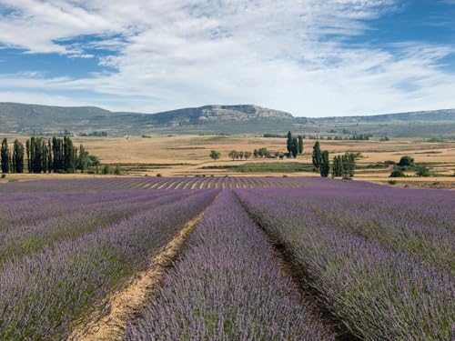 1000 Teile Puzzles für Erwachsene Lernspiel Herausforderungsspielzeug - Lavendel,Feld,Blumen 75 x 50cm von DOEMIF