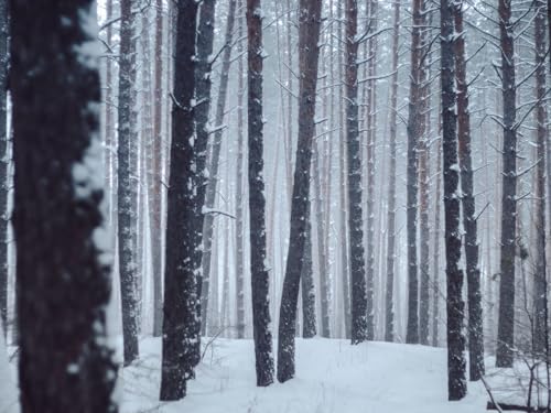 1000 Teile Puzzles für Erwachsene Lernspiel Herausforderungsspielzeug - Wälder,Bäume,Schnee 75 x 50cm von DOEMIF