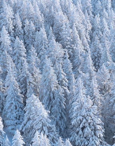 Puzzle 1000 Teile,Erwachsene Puzzle Kindlich - Wälder, Bäume, Schnee 75 x 50cm von DOEMIF
