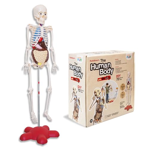 DOKTOR FUN - The Human Body - Lernspielzeug - Wissenschaft - Skelett 120 cm - Ab 8 Jahren - 72 Teile - Menschliche Anatomie für Kinder - Kinderleicht Zusammenzubauen - Mit Bebilderter Aufbauanleitung von DOKTOR FUN