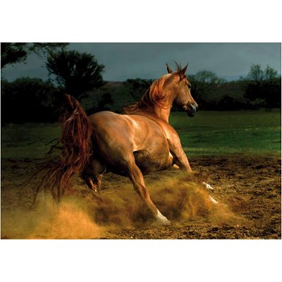 DToys Galoppierendes Pferd 1000 Teile Puzzle DToys-70388 von DToys