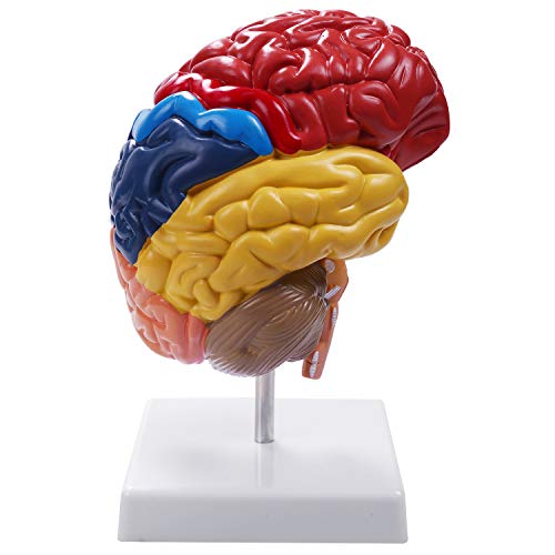 Dasertoe Gehirn Anatomisches Mo Anatomie 1: 1 Halbes Gehirn Gehirnstamm Medizinisches Lehr Labor ZubehöR von Dasertoe