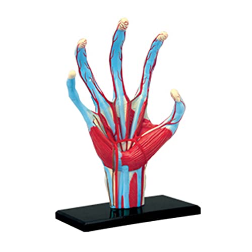 Menschliche Hand Skelett Modell Anatomisches Modell Anatomie Kinder Puzzle Pädagogisches Modell Innere Organe Modell von Dcaknri