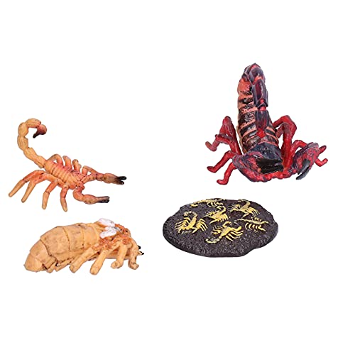 Denash Skorpion-Lernspielzeug, Biologisch-wissenschaftliches Modellspielzeug, das die Neugier von Kindern Weckt, Kognitives Spielzeug für Schullehrmittel (Skorpion-Wachstumszyklus 1) von Denash