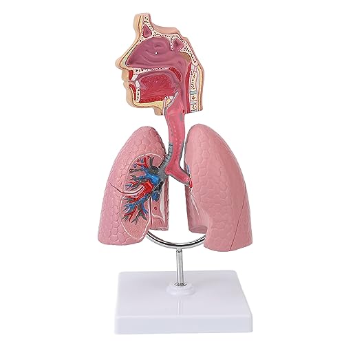 Modell der Menschlichen Anatomie des Atmungssystems, Modell der Menschlichen Nasenhöhle und des Rachens, Menschliches Lungenmodell für Anatomie- und Physiologiestudenten, von Depisuta