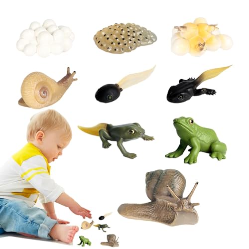 Dfstvup Lebenszyklus eines Frosches,Lebenszyklus-Kit | Lebenszyklusfiguren Wachstumszyklus - Naturwissenschaftliches Spielzeug für Vorschulkinder, Lern- und Lernspielzeug, Spielzeug für von Dfstvup