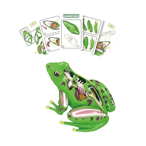 Dickly 4d Realistic Frog Dissection Model Science Kit Biology Lernspielzeug für Jungen und Mädchen Dickly 4d Realistic Frog Dissection Model Science Kit Biology Lernspielzeug für Jungen und Mädchen von Dickly