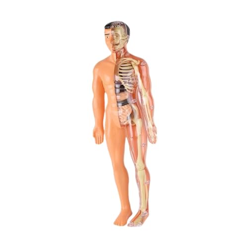 Dickly Puzzle Kits Human Body Puzzle Kits Kinder Anatomie Spielzeug frühe Bildung 3D Anatomie Figur DIY Skeleton Toy für Lehrerversorgungen Zuhause, Durchscheinend von Dickly