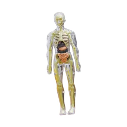 Dickly Puzzle Kits Human Body Puzzle Kits Kinder Anatomie Spielzeug frühe Bildung 3D Anatomie Figur DIY Skeleton Toy für Lehrerversorgungen Zuhause, Transparent von Dickly