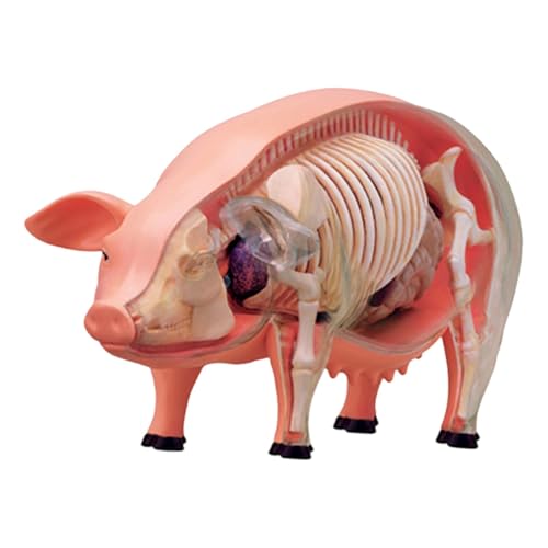Dickly Realistisches Schweine-Seziermodell, Biologie-Lernspielzeug, Schweineorgane und Körperteile Lernen Dickly Realistisches Schweine-Seziermodell, Biologie-Lernspielzeug, Schweineorgane und Körperteile Lernen von Dickly