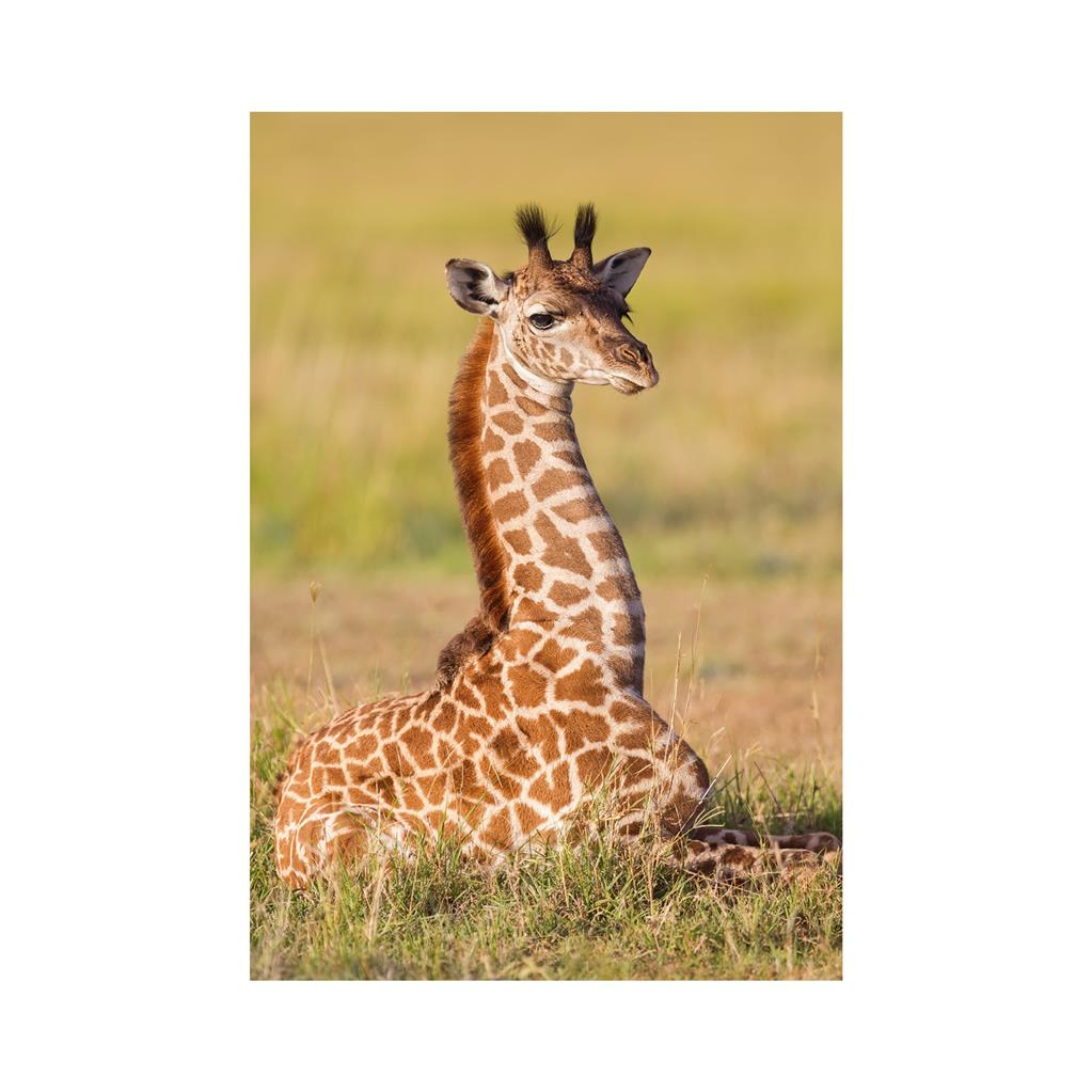 Dino Mini-puzzle Girafe 54 Teile Puzzle Dino-33122-Girafe von Dino