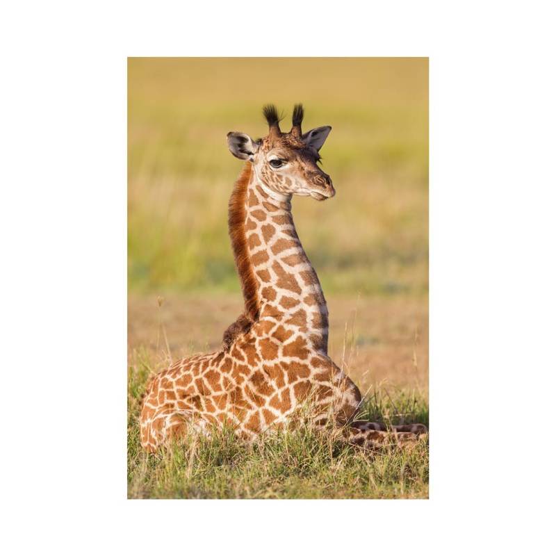 Dino Mini-puzzle Girafe 54 Teile Puzzle Dino-33122-Girafe von Dino