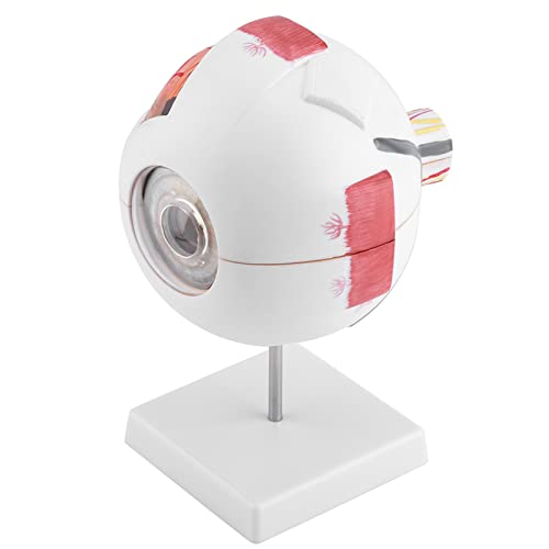 Dioche Vergrößerung 6X Augapfelmodell für Anatomiestudienunterricht mit Abnehmbaren Teilen und Detaillierten Struktur für Bildungszwecke Dioche Vergrößerung 6X Augapfelmodell für Anatomiestudienunterricht mit Abnehmbaren Teilen und Detaillierten Struktur für Bildungszwecke von Dioche