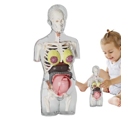 Doiyislem Menschliches Anatomiemodell, Torso Modell Schwangere, Anatomie Lernspiel für Kinder Schule Zuhause Biologie Experimente Doiyislem Menschliches Anatomiemodell, Torso Modell Schwangere, Anatomie Lernspiel für Kinder Schule Zuhause Biologie Experimente von Doiyislem