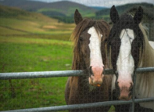 1000-teiliges Puzzle für Erwachsene, Puzzle, zwei Pferde, ein Feld, die schottischen Grenzen, Schottland, UK-Puzzles für Jugendliche und Kinder, um ihr Gehirn zu trainieren, Holzpuzzle von Dsawqezh