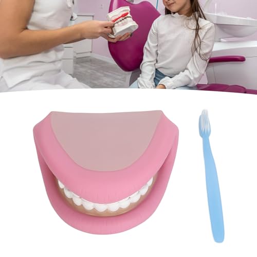 Mundmodellpuppen, Mundpuppe mit Zungenzähnen, Kindermundhandpuppe 28 Zähne Zungenmundpuppe mit Zahnbürste für Jungen und Mädchen, Lernwerkzeuge von EIMSOAH