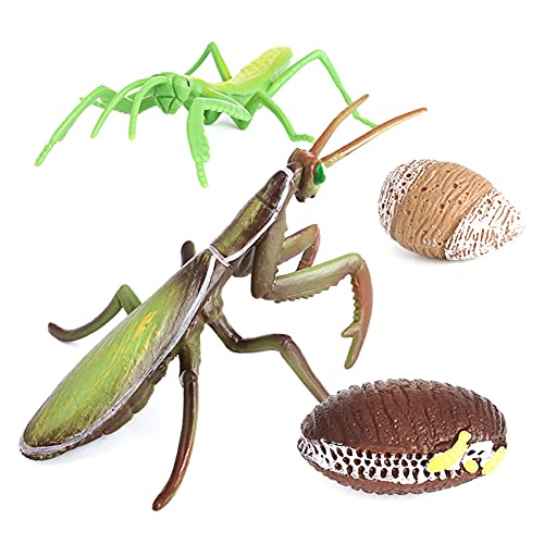 ENERRGECKO Gottesanbeterin Wachstums Zyklus Insekten Lebens Zyklen Tier Modell Kind Vorschule Biologie Spielzeug Lehrmittel 2430 von ENERRGECKO