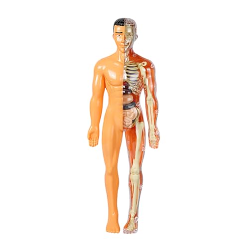 ERINGOGO 1 Satz Skelettmodell für Körpermodell Modellierungsset Anatomie Körperteile 3D menschlicher Körper Figur menschliche Anatomie Anatomie-Puzzle Plastik von ERINGOGO