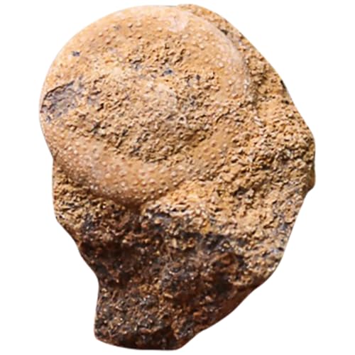 ERINGOGO Fossiles Seeigel Desktop ornament Paläontologisches Modell Glatte Oberfläche Pädagogisch für Wissenschaftliche Sammlung und Wohnungsdekoration ERINGOGO Fossiles Seeigel Desktop ornament Paläontologisches Modell Glatte Oberfläche Pädagogisch für Wissenschaftliche Sammlung und Wohnungsdekoration von ERINGOGO