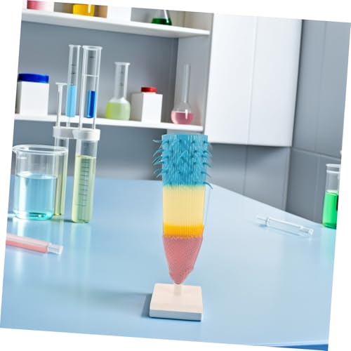 ERINGOGO Root Profile Modell Corn Pflanze Wurzelquerschnitt Lehrmodell für Biologieunterricht Detaillierte Wurzelzonen Tragbar für Schulunterricht und Naturwissenschaftliche Experimente ERINGOGO Root Profile Modell Corn Pflanze Wurzelquerschnitt Lehrmodell für Biologieunterricht Detaillierte Wurzelzonen Tragbar für Schulunterricht und Naturwissenschaftliche Experimente von ERINGOGO