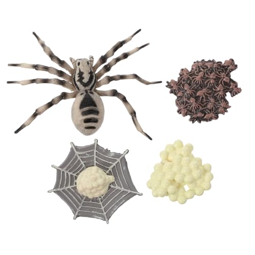 ERINGOGO Tarantula Lebenszyklus Modell Kunststoff Realistische Simulation Pädagogisches Insekten Lernspielzeug Miniatur Wachstumszyklus Anschauliches Tiermodell ERINGOGO Tarantula Lebenszyklus Modell Kunststoff Realistische Simulation Pädagogisches Insekten Lernspielzeug Miniatur Wachstumszyklus Anschauliches Tiermodell von ERINGOGO