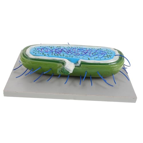 ERINGOGO Zellmodelle Für Die Schulbiologie Liefern Genaue Mikroskopische Anatomie von ERINGOGO