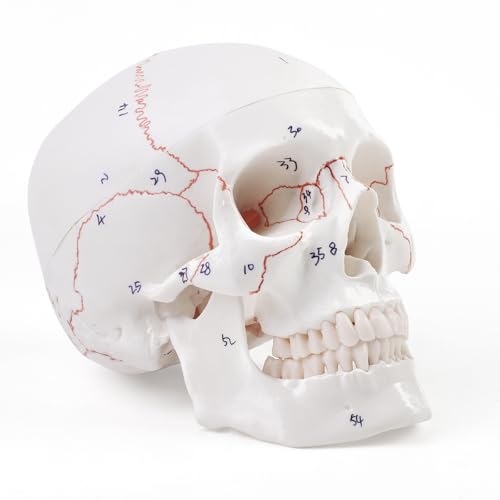 ERWEY Anatomischer Didaktik Schädel Skelett Modell für Anatomieunterricht Digital genähtes Schädelmodell mit Digitalem Logo von ERWEY