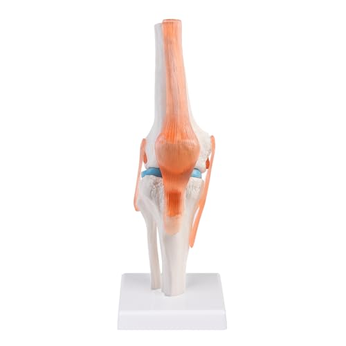 ERWEY Menschliches Kniegelenk Modell 1 : 1 Orthopädische Knie Skelett Modell, Mit Ligament, Modell Skelett Anatomie für Medizinisches Lernen und Unterricht. von ERWEY