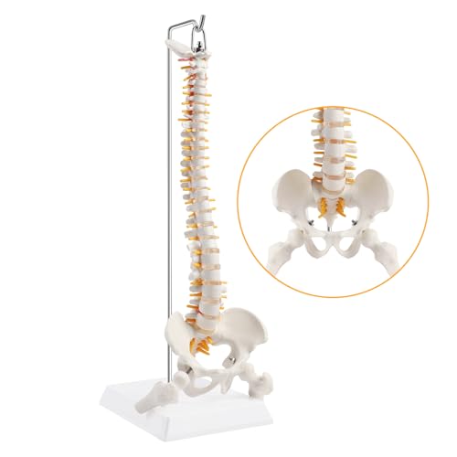 ERWEY Modell der menschlichen Wirbelsäule, Wirbelsäulen-Skelett-Modell mit Wirbelsäule, Becken, Oberschenkeln, Sockel und Ständer für die medizinische Forschung im Klassenzimmer Unterricht-45cm von ERWEY