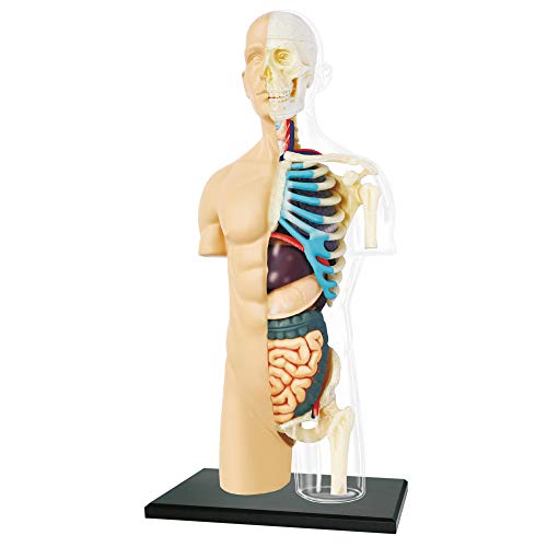 EXPLORA - Halbtorso - Anatomie des menschlichen Körpers - 546083 - Realistisches Modell mit 37 Teilen - Montageanleitung und Bildungsquiz - Kinderspiel - Wissenschaftlich - Ab 8 Jahren von EXPLORA SCIENCES