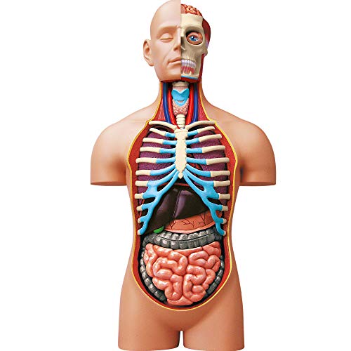 EXPLORA - Torso - Anatomie des menschlichen Körpers - 546080 - Realistisches Modell mit 54 Teilen - Montageanleitung und Bildungsquiz - Entdeckungskit - Kinderspiel - Wissenschaftlich - Ab 8 Jahren von EXPLORA SCIENCES